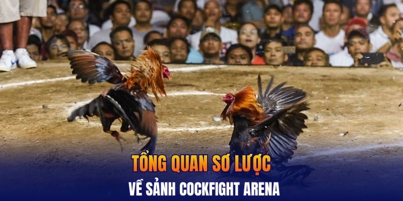 Tổng quan sơ lược về sảnh Cockfight Arena
